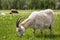 A female white horned goat grazes on the green grass.