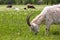 A female white horned goat grazes on the green meadow.