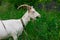 Female white horned goat , rural landscape close-up