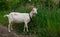 Female white horned goat , rural landscape close-up