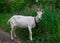 Female white horned goat , rural landscape close-up