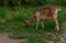 Female white horned goat , rural landscape close-up