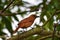 A Female White-Lined Tanager (Tachyphonus rufus)