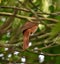 A Female White-Lined Tanager (Tachyphonus rufus)