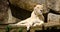 Female white lioness relaxing in the sun