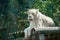 Female white lioness roaring open her mouth and showing her teeth and tongue, furious.