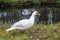 Female white Muscovy duck, Cairina moschata