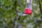 A Female White-necked Jacobin Feeding