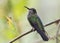 Female White-necked Jacobin - Gamboa, Panama