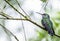 Female White-necked Jacobin Perched on a Tree