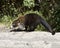 Female White-Nosed Coatimundi