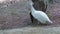 Female white peacock in park. observation of exotic birds.