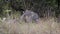 Female white rhino with baby resting in the thickets of the African reserve