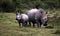 Female white rhino / rhinoceros and calf / baby. South Africa