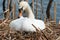 Female white swan in its nest, breeding