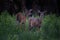 Female White Tail Deer on a Hiking Trail in Florida