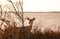 Female white-tailed deer standing alert with beautiful golden light at sunset