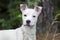 Female white terrier mixed breed dog