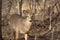 Female Whitetail Deer in Woods