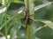 Female Widow Skimmer