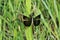 Female Widow Skimmer Dragonfly on Green Plant Stem