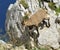 Female wild alpine ibex - steinbock portrait
