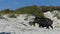 A female wild boar walks with piglets on the sandy seacoast in slo-mo