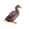 Female wild duck