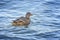 Female wild duck, mallard, Anas platyrhynchos with brown speckled plumage Onego Lake. Birds in the wildlife