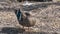 Female wild duck mallard cleans her plumage on the shore