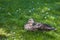 Female wild duck resting in grass