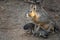 A female wild patagonian mara breast feeding its two babies. Cute picture of a mother Patagonian mara and her children.