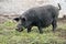 Female wild pig