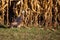 Female wild turkey Meleagris gallopavo in a Wisconsin cornfield in autumn