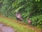 Female wild turkey with one poult walking near plants