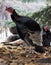 Female Wild Turkey Standing Among Pine Cones