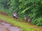 Female wild turkey and two chicks walking in grass