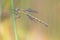 Female Willow emerald damselfly