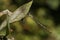 A female Willow Emerald Damselfly, Chalcolestes viridis, perching on a Comfrey leaf.