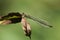 A female Willow Emerald Damselfly, Chalcolestes viridis, perching on a leaf.