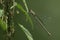 A female Willow Emerald Damselfly, Chalcolestes viridis, perching on a Willow Tree leaf.