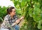 Female winemaker working with grapes in vineyard at fields
