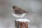 Female Winter Junco