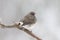 Female Winter Junco perching in a Snowstorm