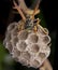 Female wiorker Polistes nympha wasp protecting his nest