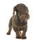 Female Wire haired dachshund