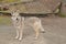 Female wolf dog full body portrait with eyes with an intense gaze lookin straight away to the camera