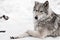 A female wolf lies in the snow, a proud animal looks forward with a clear look