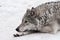 A female wolf lies in the snow, a proud animal looks forward with a clear look, lies beautifully and thoughtfully