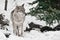 A female wolf sneaks up, goes straight, goes out from under the Christmas tree